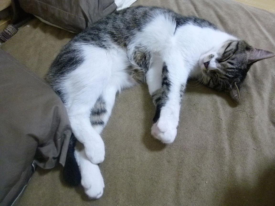 温布利之约，当蓝黑军团跨越时空的冰火之战