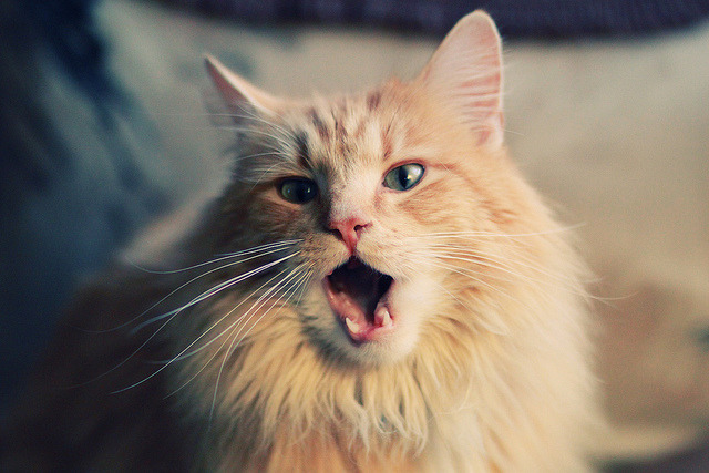 卡塔尔金元风暴席卷里昂,卡马文加绝杀引爆巴黎夜