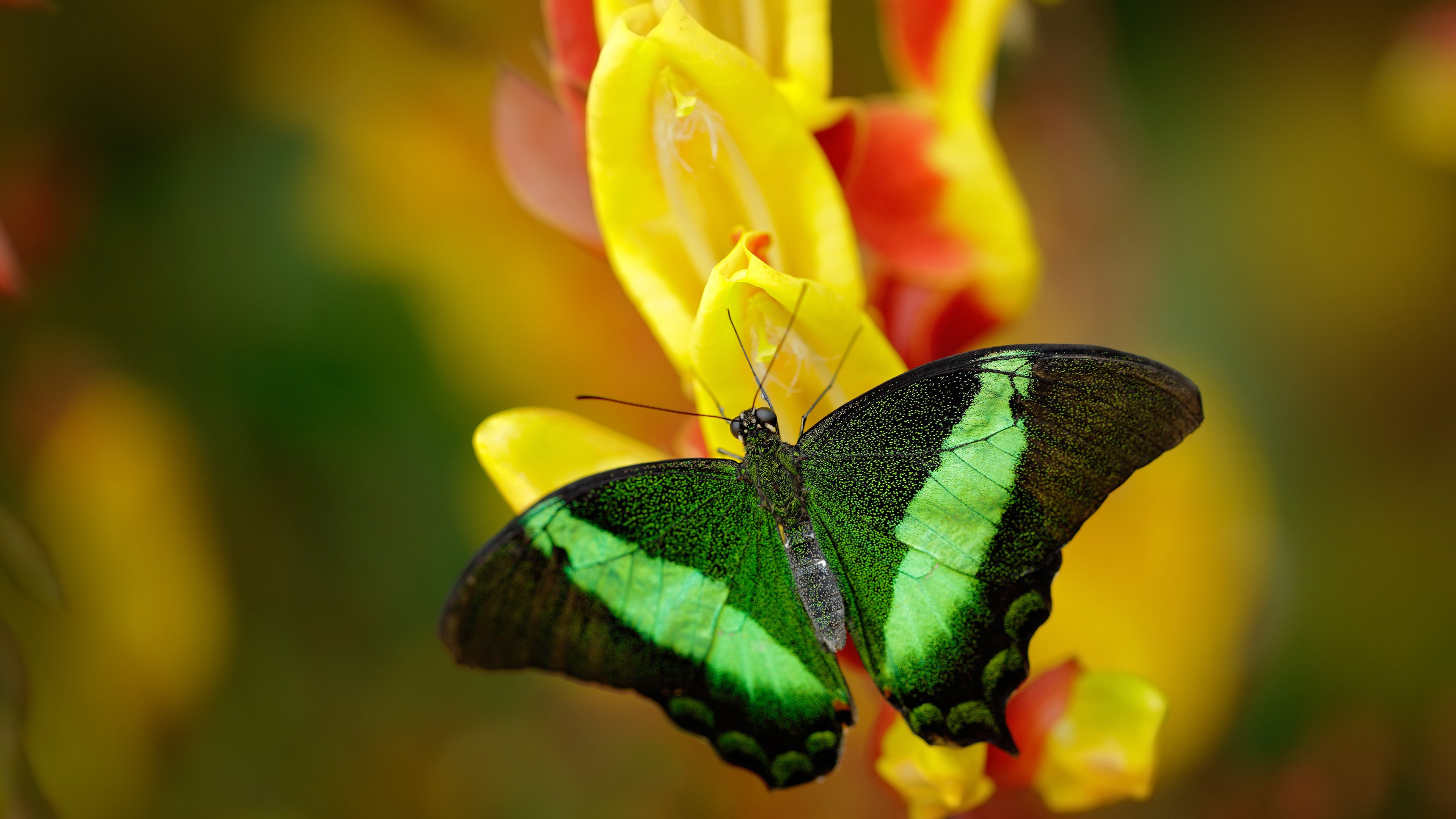 铁闸布鲁诺锁死对手进攻，尼斯主场稳稳奏凯击退威尔士