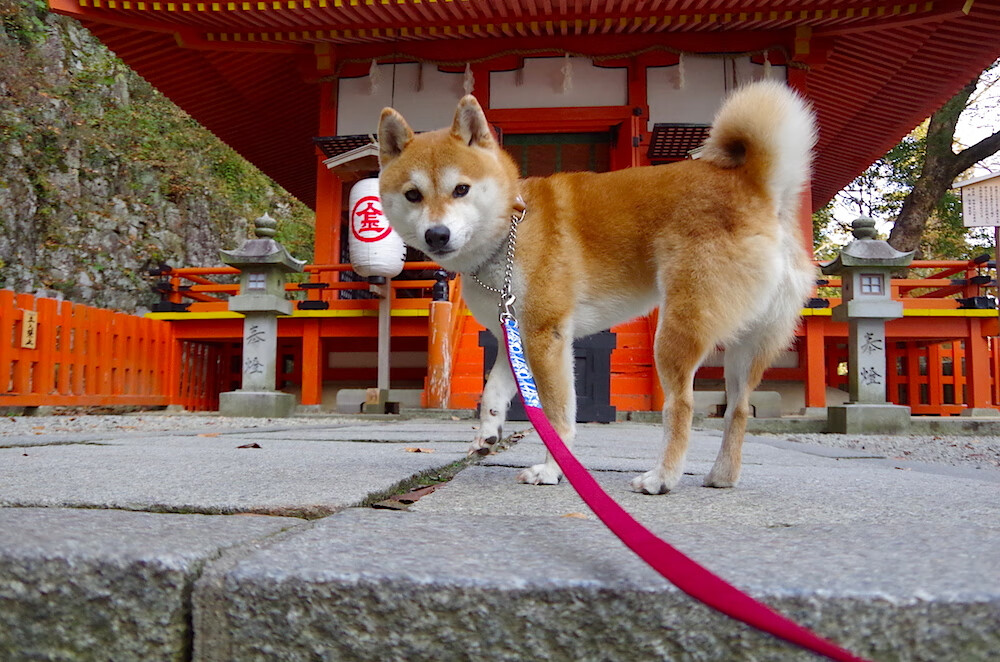 异乡客的哨声,当范弗利特在克利夫兰临时执起鹈鹕教鞭