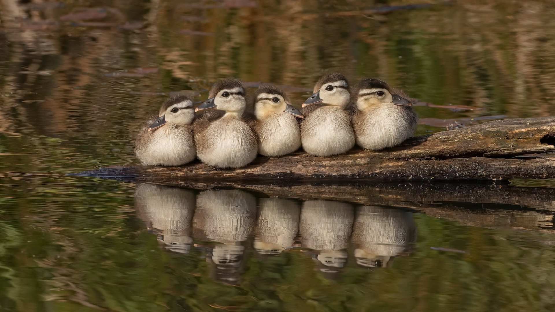 唯一性法则,当森林狼的巅峰对决,由掘金的约基奇决胜独行侠
