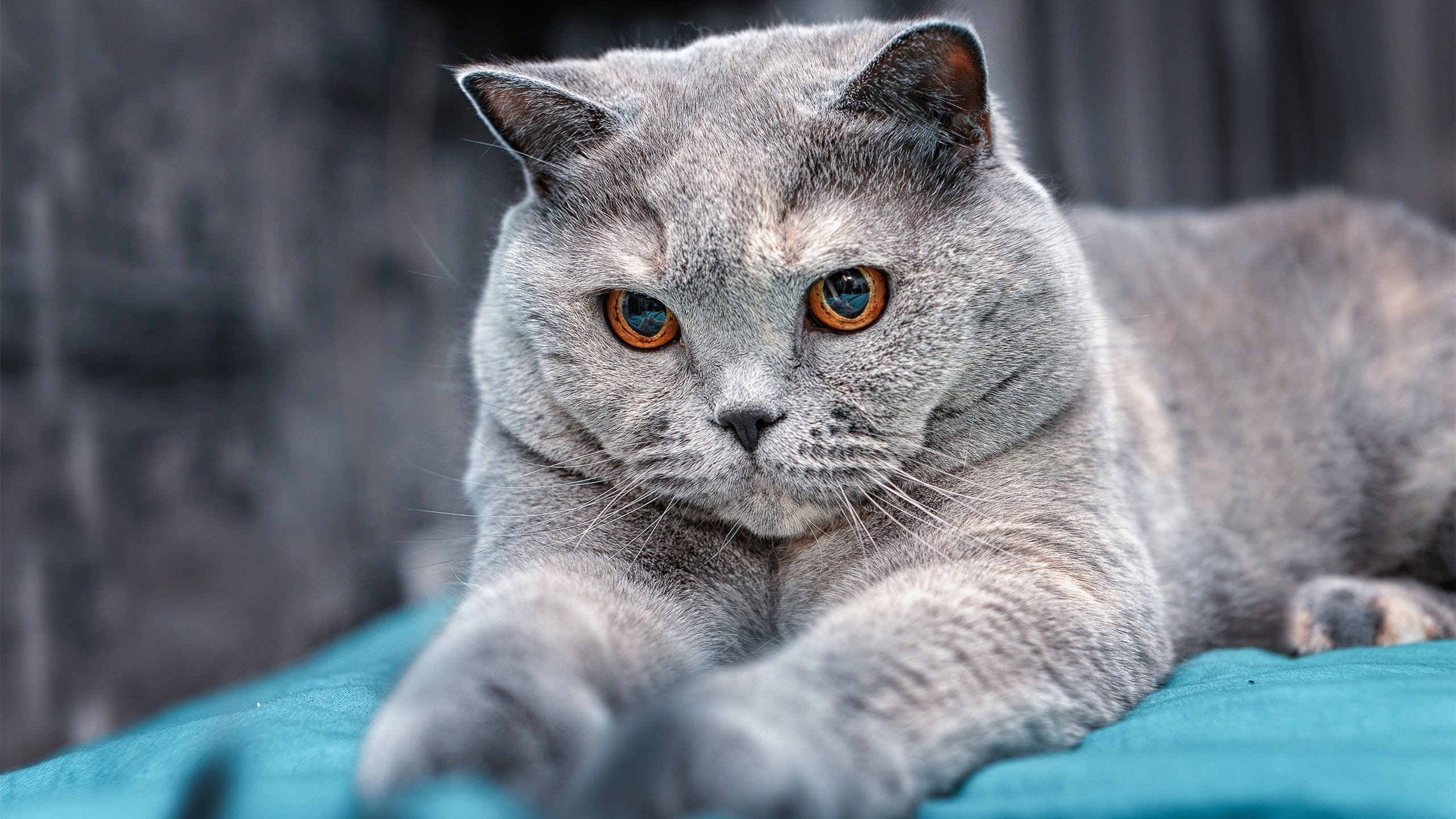 金色变奏曲,维尼修斯的雷霆一击与塞内加尔的优雅刀锋