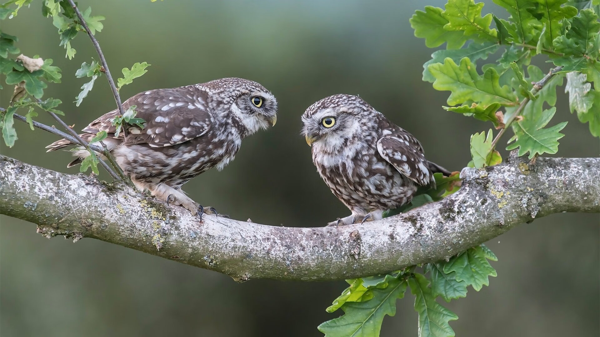 铁骑西征，当克利夫兰的足球骑士踏平玫瑰城的开拓者壁垒—2026世界杯美加之夏的冰与火之歌