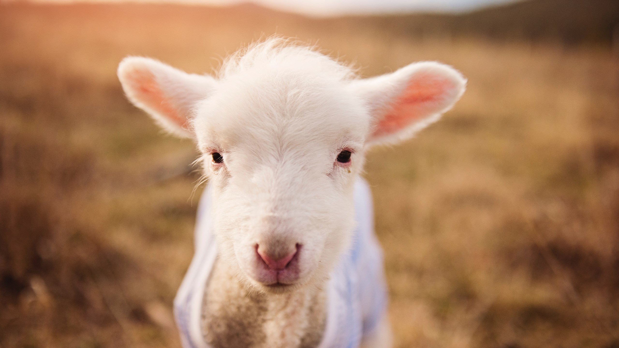 破壁，佩德里艺术之舞撕裂牙买加铁血防线