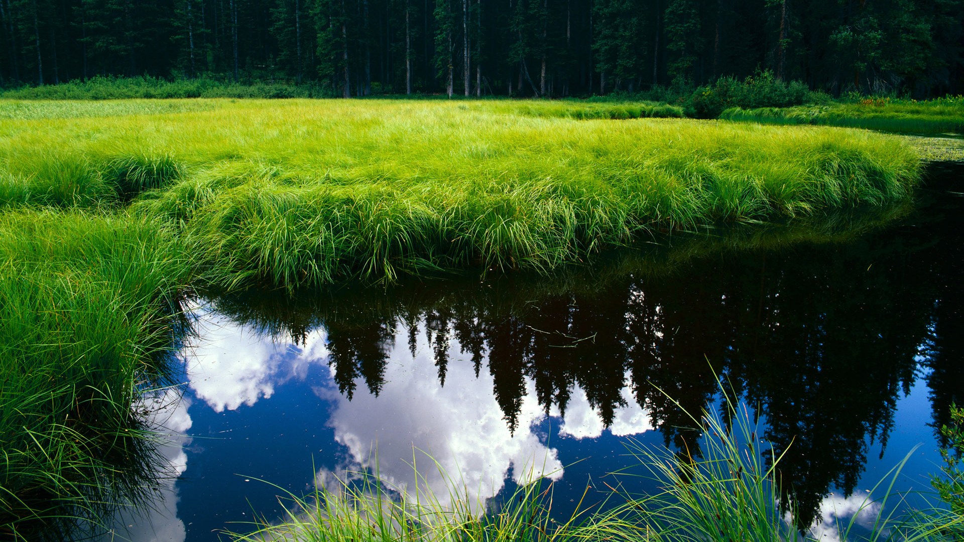 戈麦斯绝杀，一记重演历史的射门，阿尔及利亚移民后代如何用足球完成民族叙事