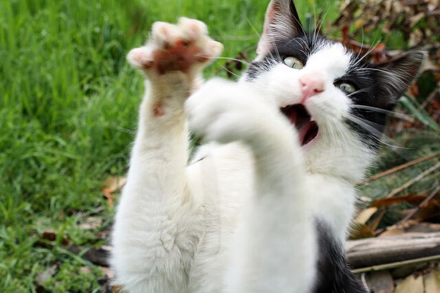 冰与火的对决，当迪巴拉用一记绝杀终结新西兰的地狱主场