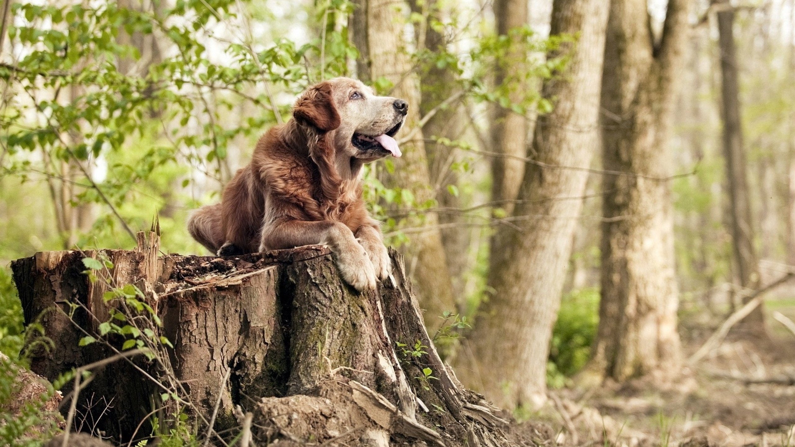 欧冠半决赛之夜，一个篮球巨星如何成为足球世界的焦点？