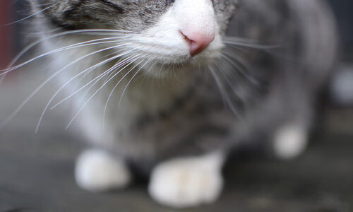 踏平雷霆！广厦队奥运周期关键战奠定王朝根基