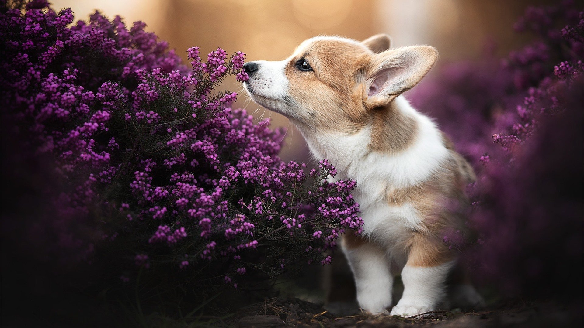 控场艺术的唯一范本，当保罗将一场NBA常规赛变成大师课