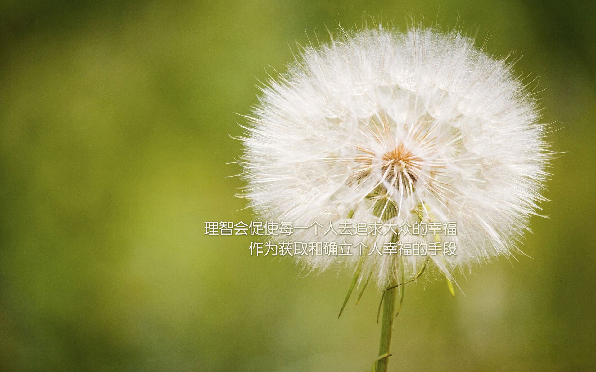 血色玫瑰在神户绽放,2026世界杯,保加利亚的灵魂反击与北境之王的最后一分钟救赎